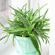Aloe vera - Barbadensis miller - semena aloe - 6 ks