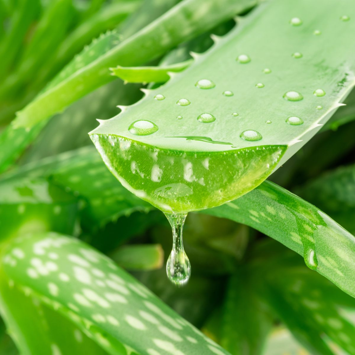 Aloe vera - Barbadensis miller - semena aloe - 6 ks