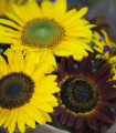 Sončnice Formular Mix F1 – Helianthus annuus – semena sončnic – 6 kosov