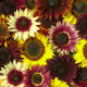 Slunečnice Formular Mix F1 - Helianthus annuus - semena slunečnice - 6 ks