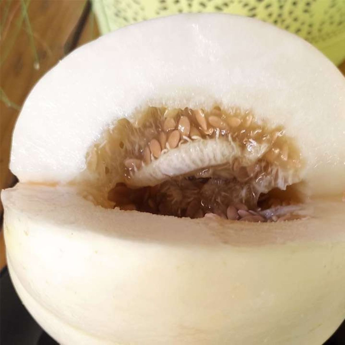 Meloun cukrový Kiku - Cucumis melo - semena melounu - 6 ks