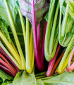 BIO Mangold Fireworks – Beta vulgaris – ekološka semena mangolda – 45 kosov