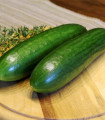 Mini solatna kumara La Diva – Cucumis sativus – semena kumare – 8 kosov