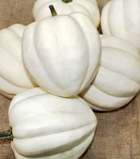 Tykev White Pearl - Cucurbita pepo - semena tykve - 6 ks