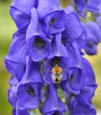 Oměj - Aconitum - hlízy oměje - 1 ks