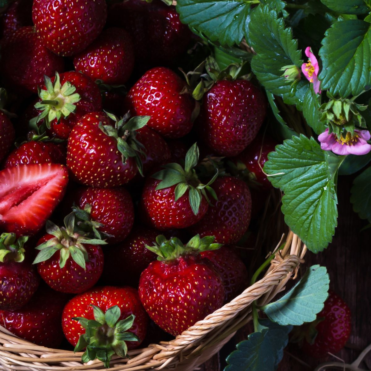 Jahodník Cherryberry - Fragaria ananassa - prostokořenné sazenice jahodníku - 2 ks