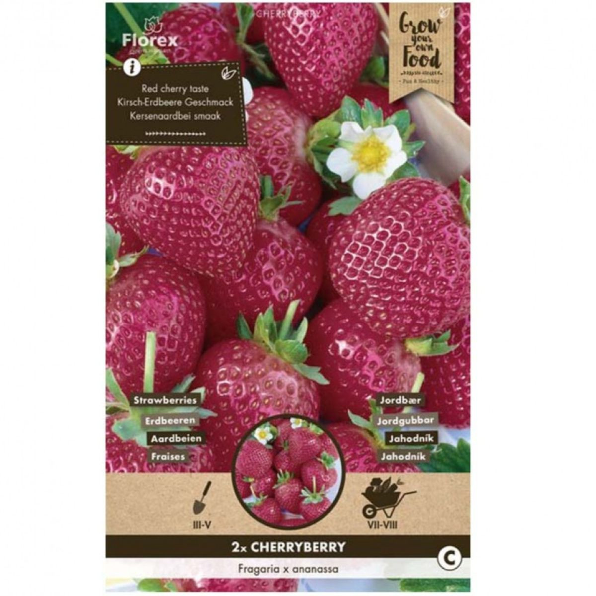 Jahodník Cherryberry - Fragaria ananassa - prostokořenné sazenice jahodníku - 2 ks