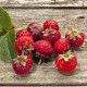 Jahodník Framberry - Fragaria - prostokořenné sazenice jahodníku - 2 ks