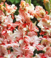Gladiol Mindset - Gladiolus - hlízy mečíku - 3 ks