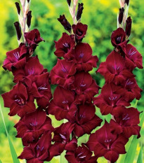 Gladiol At Night - Gladiolus - hlízy mečíku - 3 ks