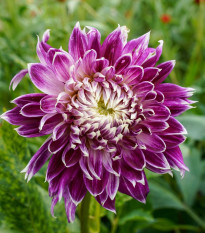 Jiřinka Vancouver - Dahlia - hlízy jiřinky - 1 ks