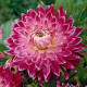Jiřinka Vancouver - Dahlia - hlízy jiřinky - 1 ks