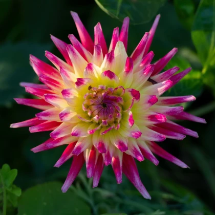 Jiřinka Tahiti Sunrise - Dahlia - hlízy jiřinky - 1 ks