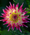 Dahlia Tahiti Sunrise – dalija – gomolji dalije – 1 kos