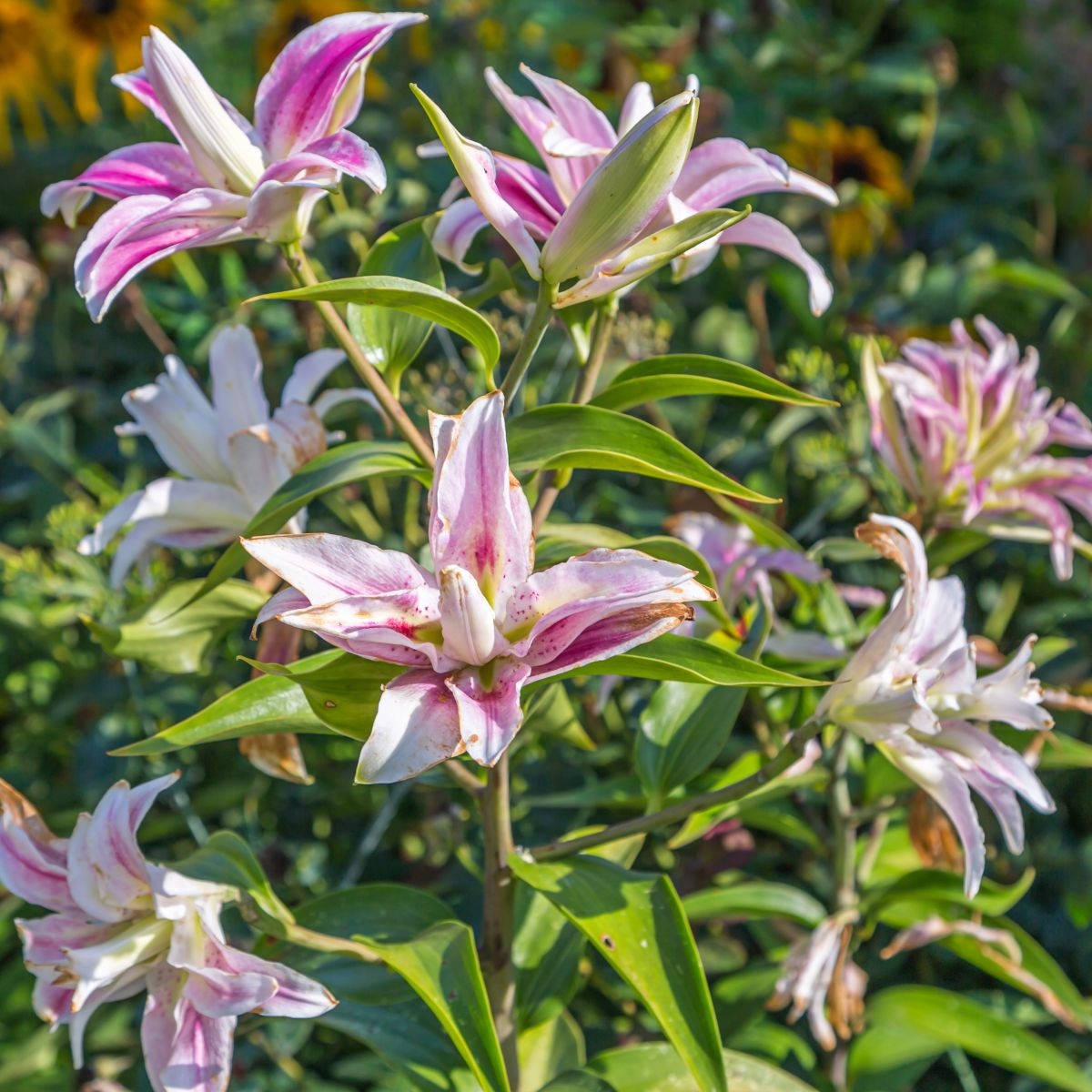 Lilie Sweet Rosy - Lilium - cibule lilie - 1 ks