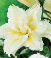Polnocvetna lilija Roselily Sita – Lilium – čebulica lilije – 1 kos