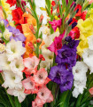 Mešanica gladiol - Gladiolus mix - gomolji gladiol - 15 kosov