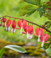 Čudovita srčasta roža Valentine – Dicentra spectabilis – gomolji srčaste rože – 1 kos