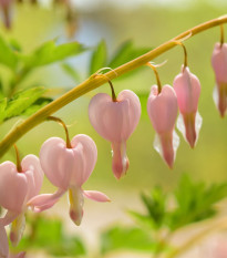 Srdcovka nádherná Cupid - Dicentra spectabilis - hlízy srdcovky - 1 ks