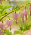 Čudovita srčasta roža Cupid – Dicentra spectabilis – gomolji srčaste rože – 1 kos