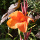 Dosna Durban – Canna – gomolji dosne – 1 kos