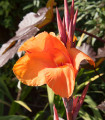 Dosna Durban – Canna – gomolji dosne – 1 kos