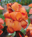 Dosna Panache Black – Canna – gomolji dosne – 1 kos