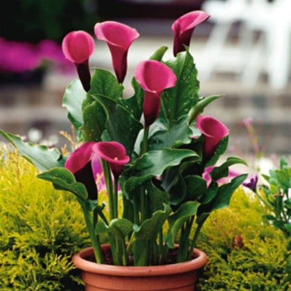 Kala Rose Queen - Zantedeschia - hlízy kaly - 1 ks
