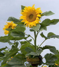 Mongolian Giant sončnica – Helianthus annuus – semena sončnice – 15 kosov