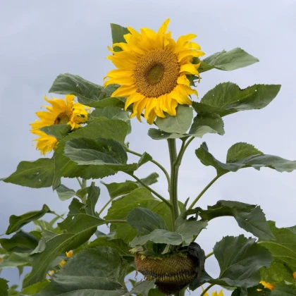 Mongolian Giant sončnica – Helianthus annuus – semena sončnice – 15 kosov