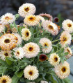 Navadna ognjič Pygmy Buff – Calendula officinalis – semena ognjiča – 30 kosov