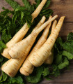 Pasternak dolgi beli Halblange - Pastinaca sativa - semena pasternaka - 1 g - zaključeno