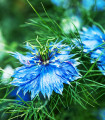 Damaška črna kumina Miss Jekyll Dark Blue – Nigella damascena – semena črne kumine – 200 kosov
