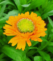 Navadna ognjič Greenheart Orange – Calendula officinalis – semena ognjiča – 30 kosov