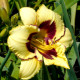 Denivka El Desperado - Hemerocallis - hlízy denivky - 1 ks