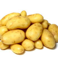Sadbové brambory Camelia - Solanum tuberosum - brambory - 5 kg