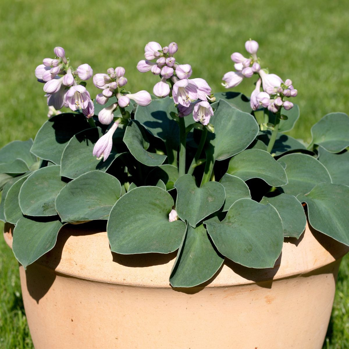 Bohyška - Hosta Mouse Ears - hlízy bohyšky - 1 ks
