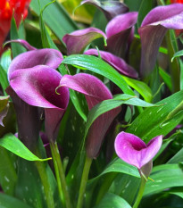 Kala Purple Sensation - Zantedeschia - hlízy kaly - 1 ks