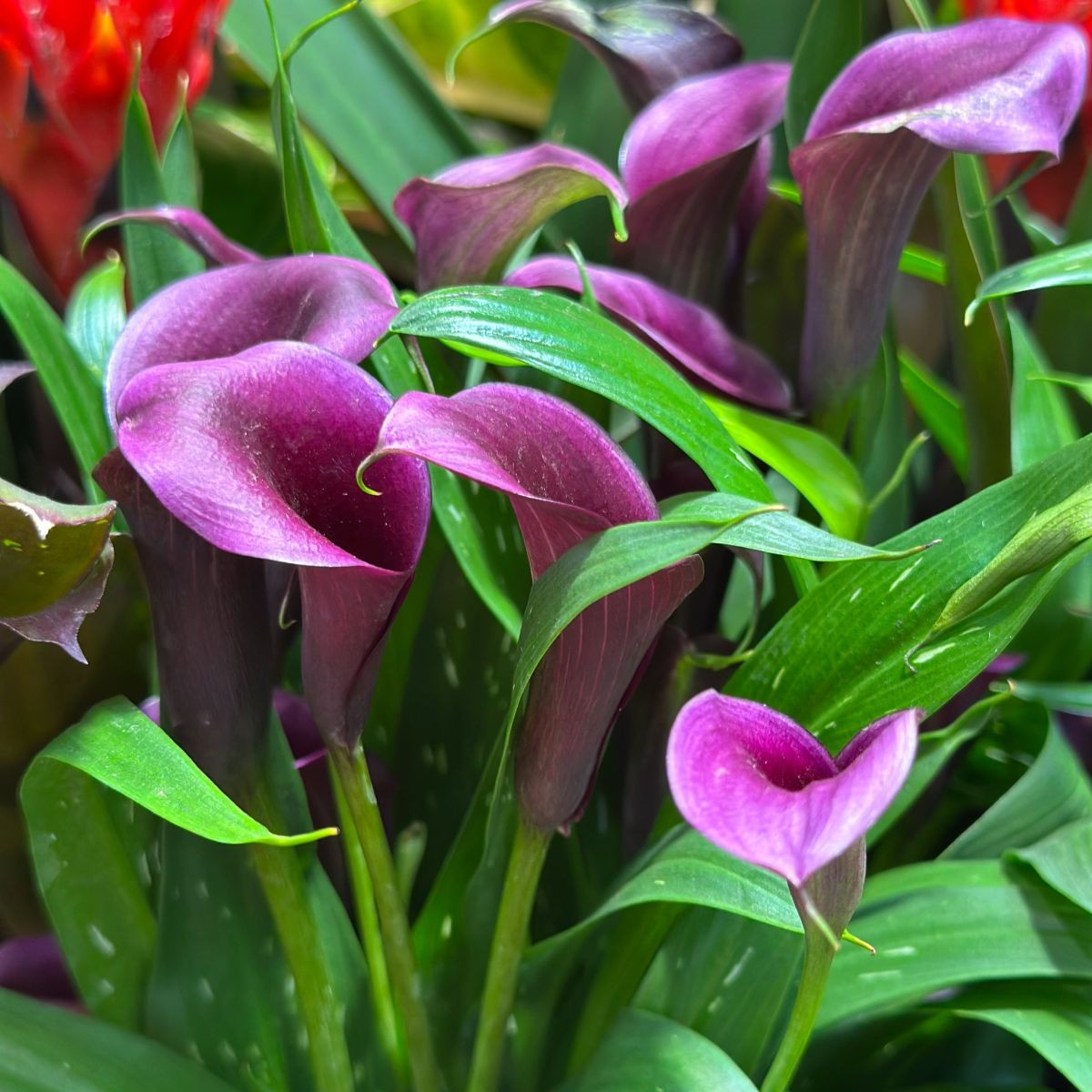 Kala Purple Sensation - Zantedeschia - hlízy kaly - 1 ks