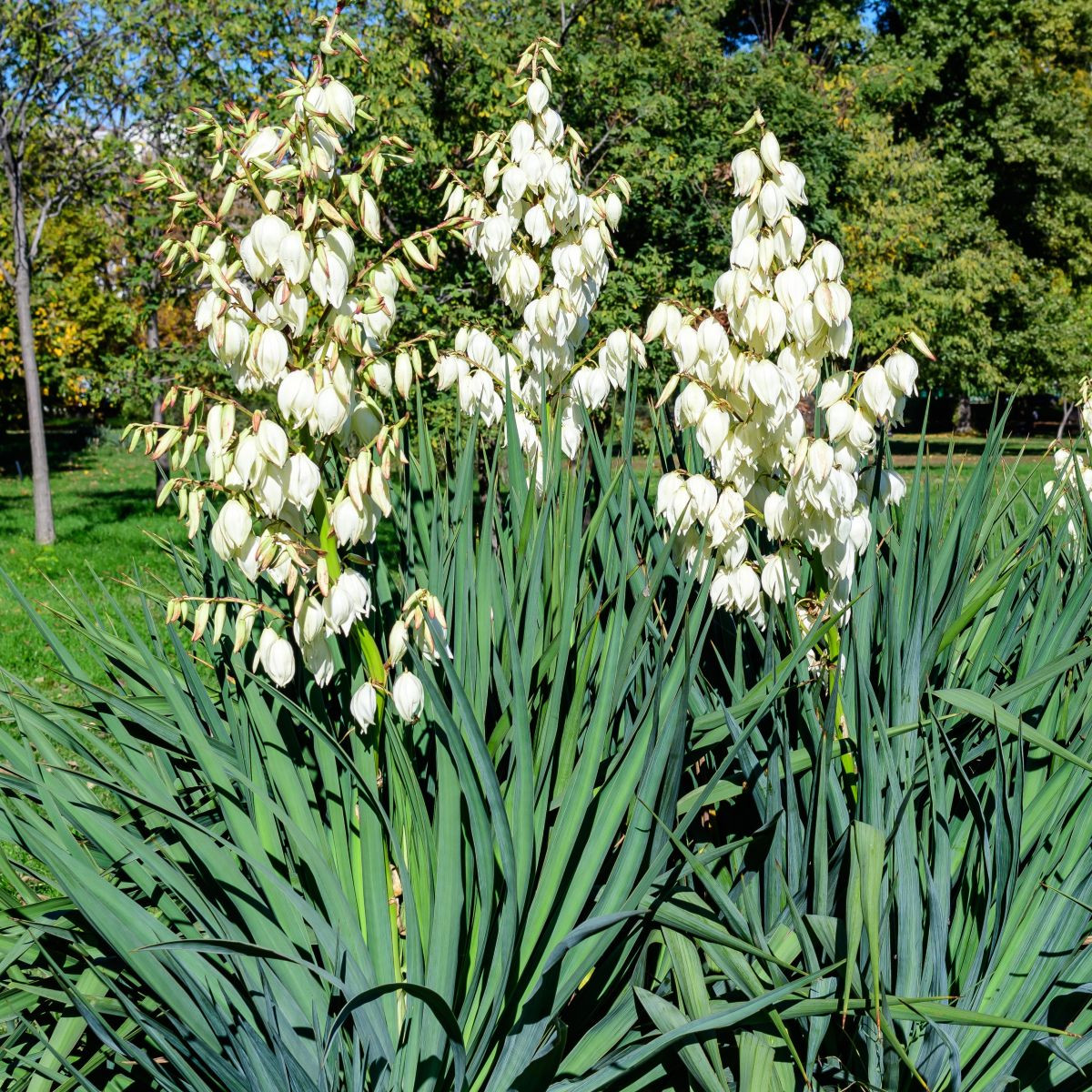 Juka vláknitá - Yucca filamentosa - hlíza juky - 1 ks