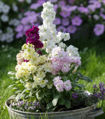 Fiala Cinderella Vivid Formula Mix - Matthiola incana - semena fialy - 40 ks