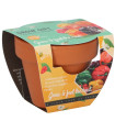 Buzzy Grow Gifts – Mini komplet za gojenje čilijev – Pieterpik – 1 kos