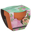 Buzzy Grow Gifts – Mini komplet za gojenje citrusa – Pieterpik – 1 kos