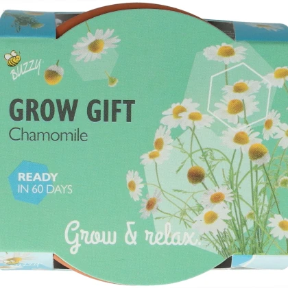 Buzzy Grow Gifts - Mini sada pro pěstování heřmánku - Pieterpik - 1 ks
