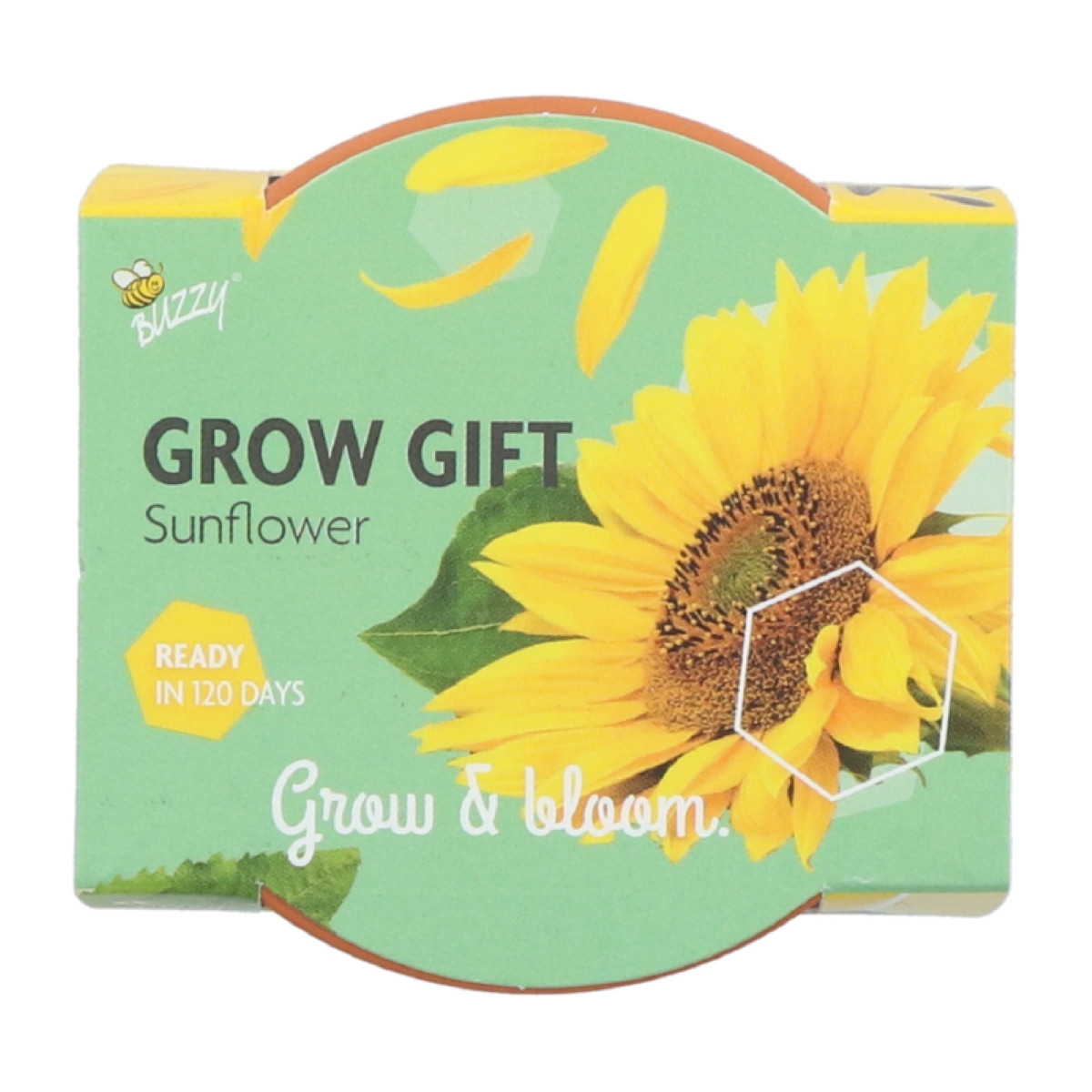 Buzzy Grow Gifts - Mini sada pro pěstování slunečnice - Pieterpik - 1 ks