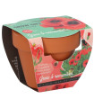 Buzzy Grow Gifts – Mini komplet za gojenje maka – Pieterpik – 1 kos