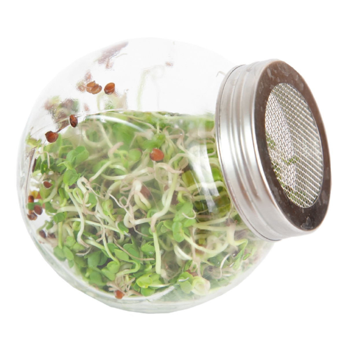 Buzzy - Bio klíčící sklenice Daikon - Pieterpik - 1 ks