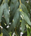Reki evkaliptus (River Red Gum) – evkaliptus – Eucalyptus camaldulensis – semena evkaliptusa – 10 kosov