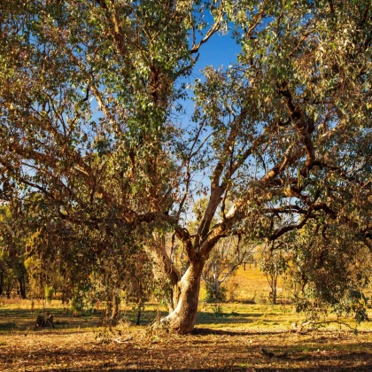 Eukalyptus říční River Red Gum - Blahovičník - Eucalyptus camaldulensis - semena eukalyptu - 10 ks