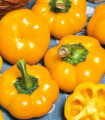Paprika roční Topepo giallo - Capsicum annuum - semena papriky - 20 ks